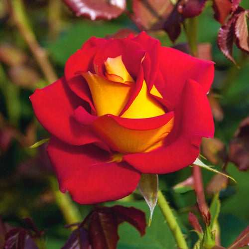 Floribunda Roses – Watson's Greenhouse