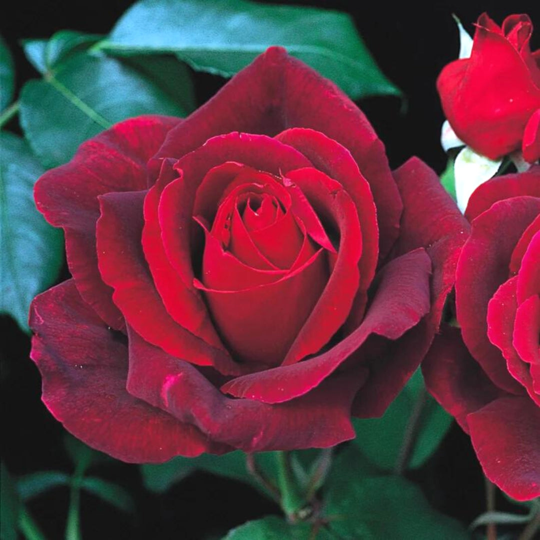 Hybrid Tea | Mister Lincoln