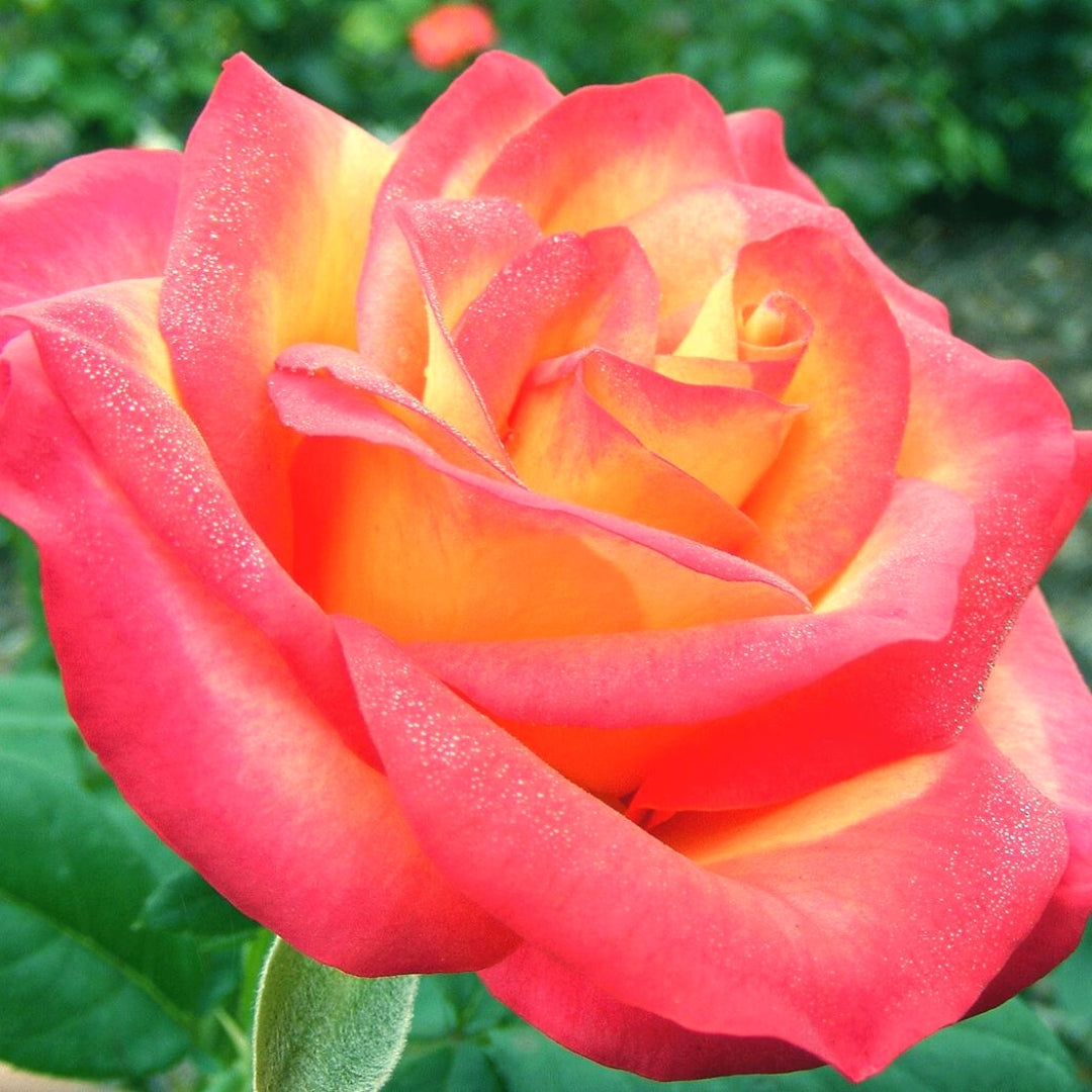 Hybrid Tea | Perfect Moment