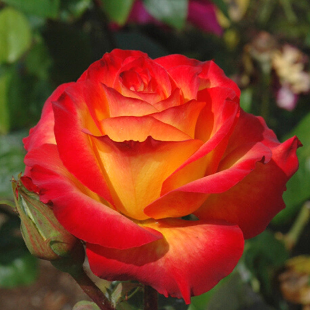 Hybrid Tea | Perfect Moment