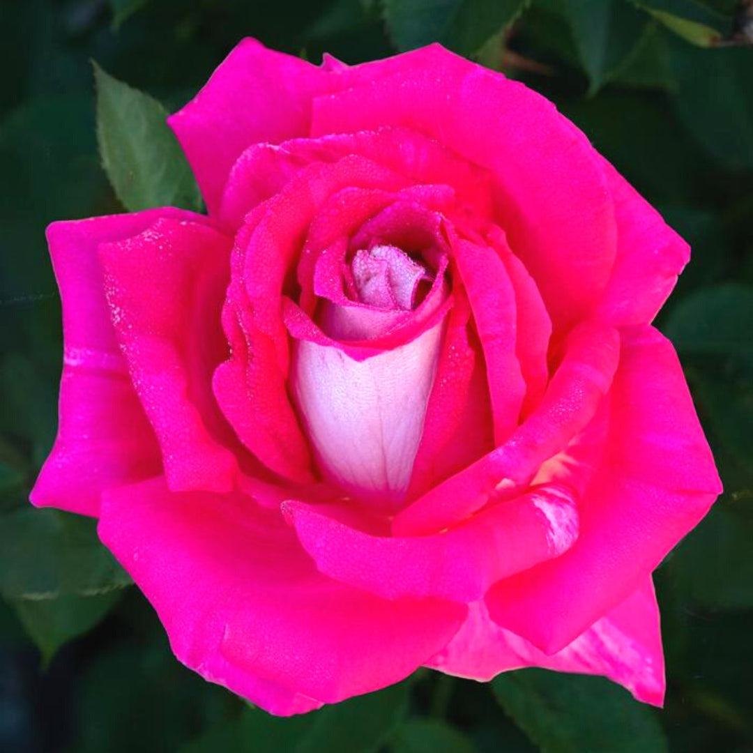 Hybrid Tea | Picture Perfect