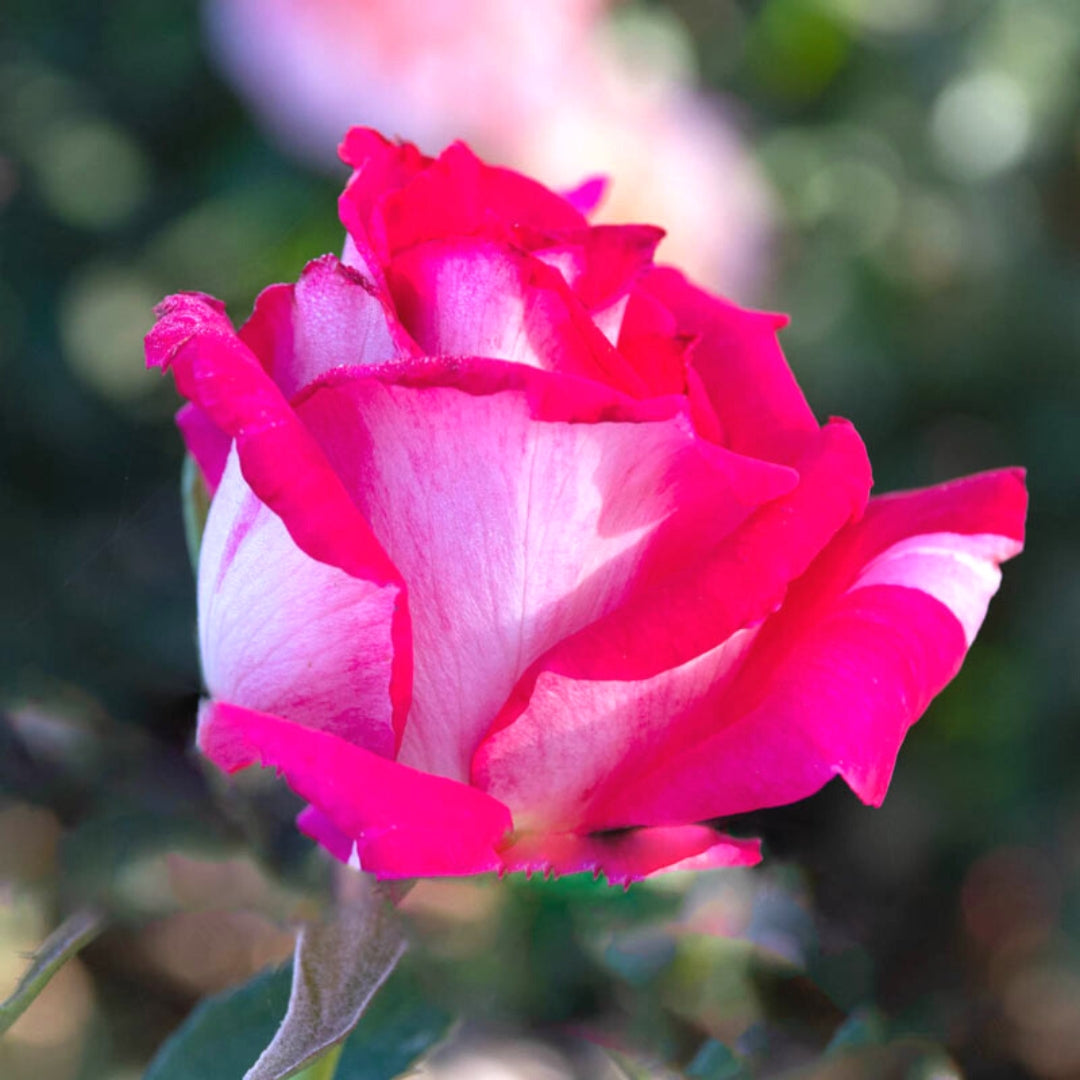 Hybrid Tea | Picture Perfect