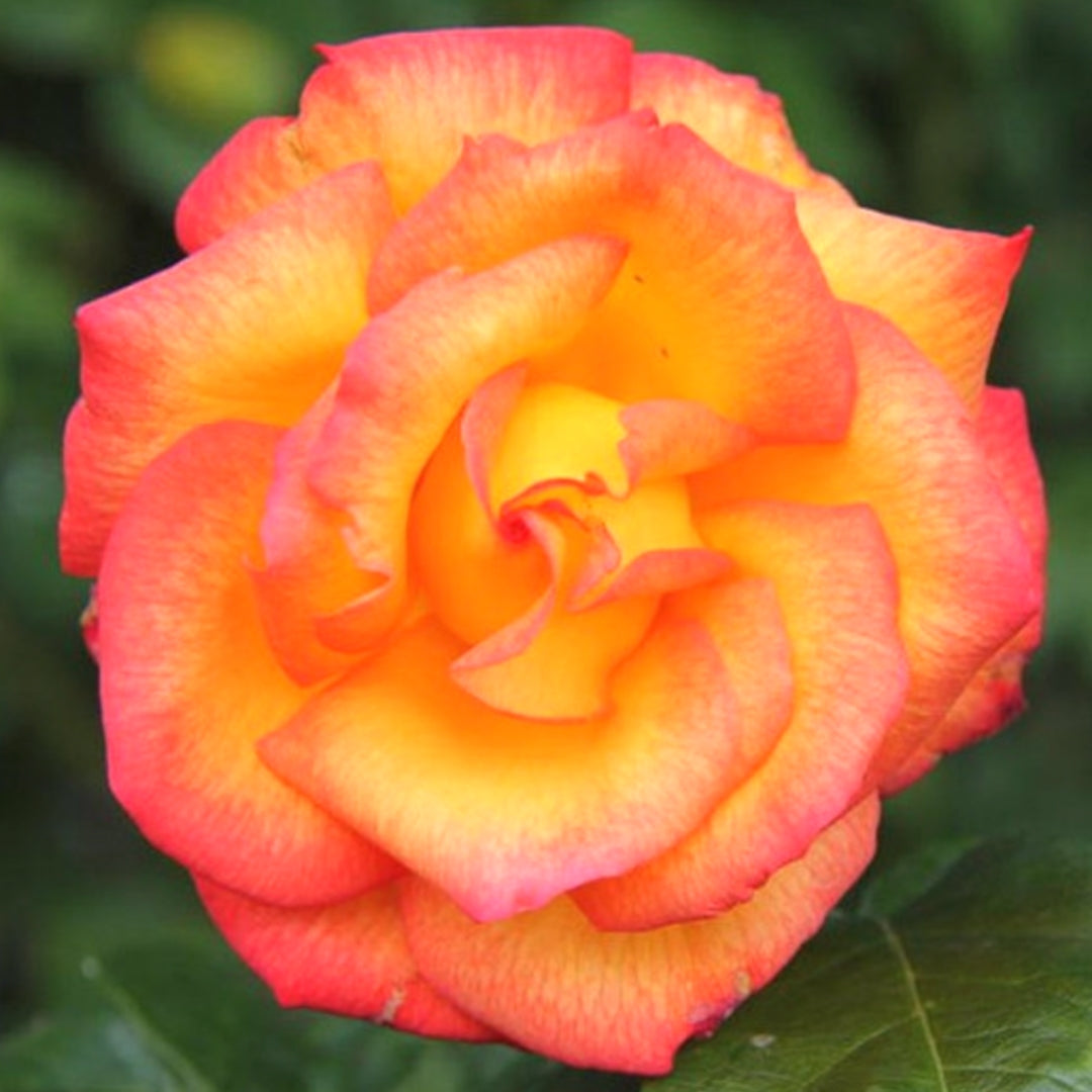 Hybrid Tea | Rio Samba