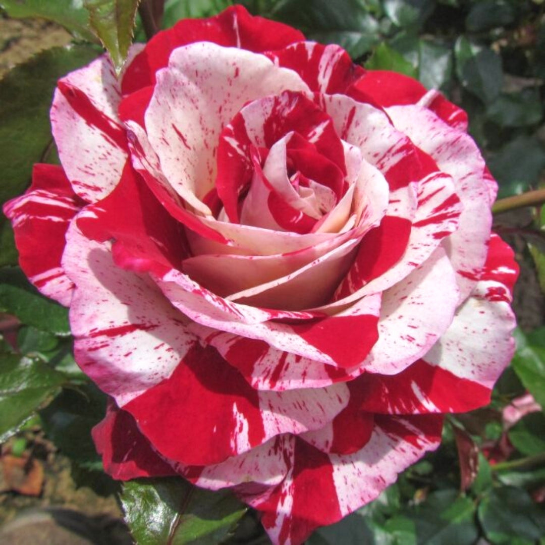 Red Roses โ Watson's Greenhouse