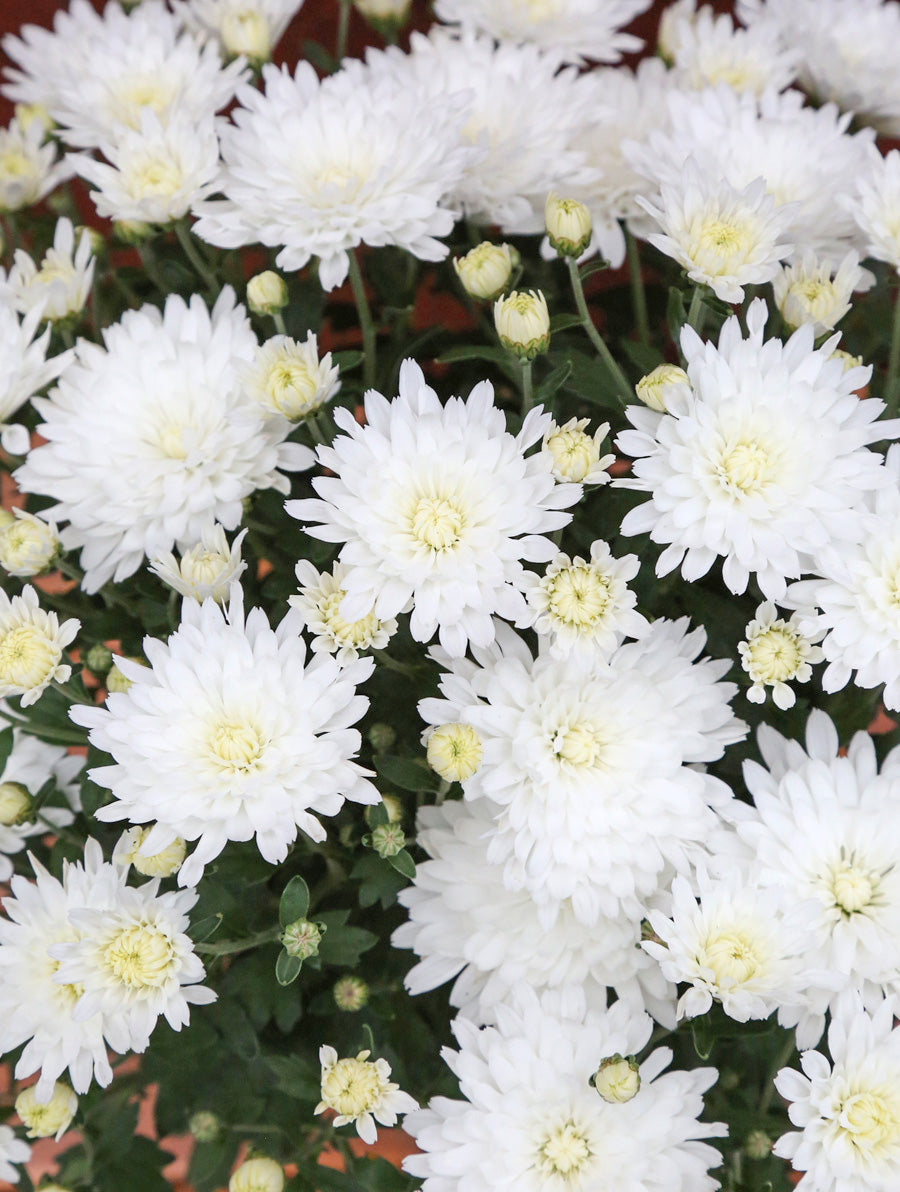 Mum 'Alpine White'