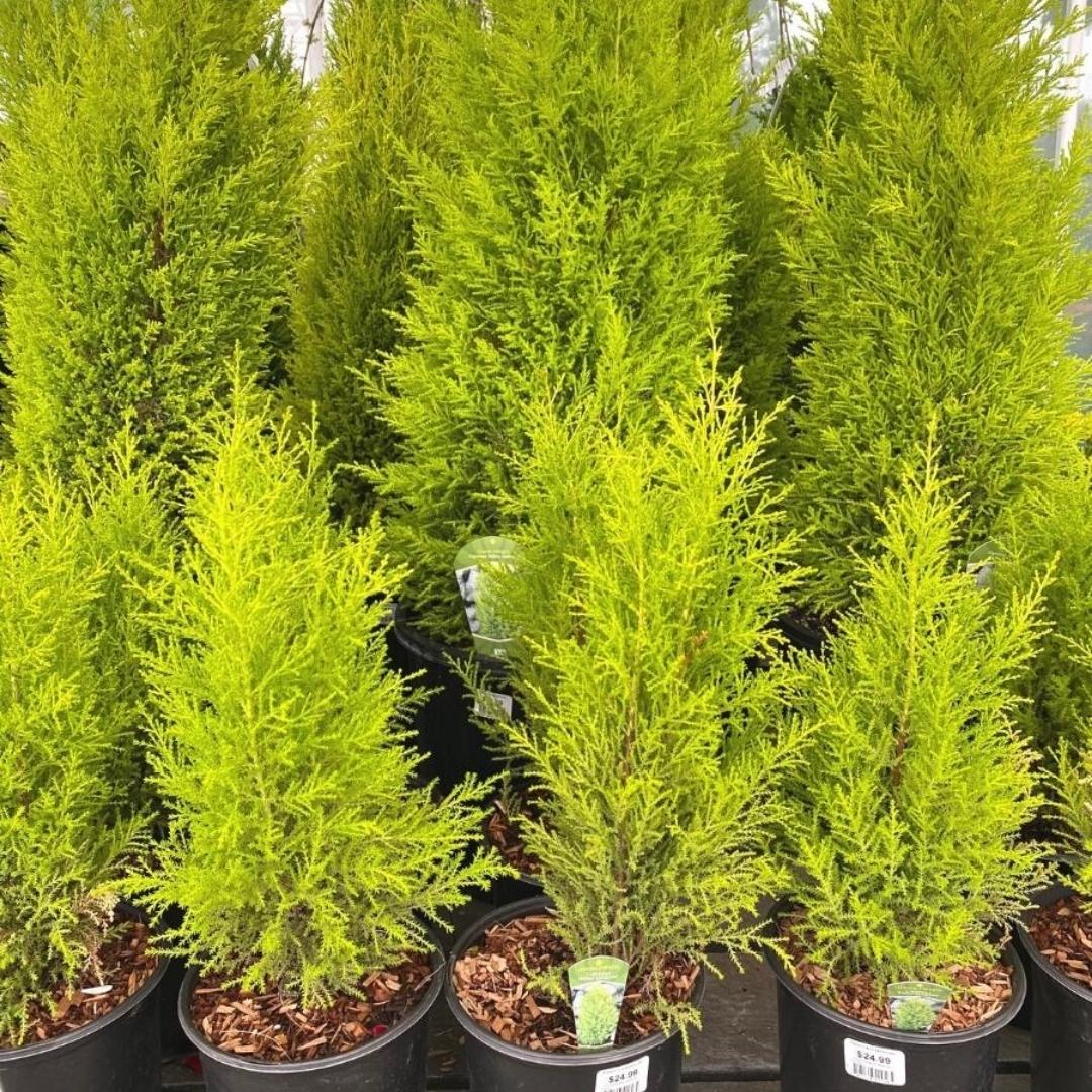 Wilma Cypress 'Goldecrest'