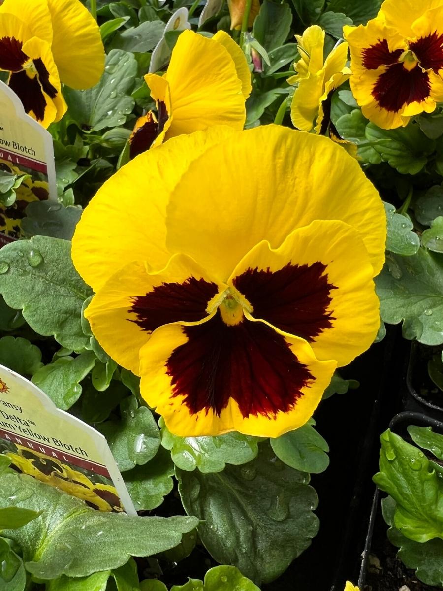 Pansies