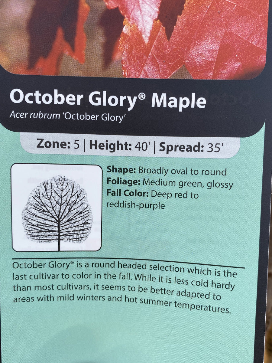 Acer rubrum 'October Glory' Maple 7G