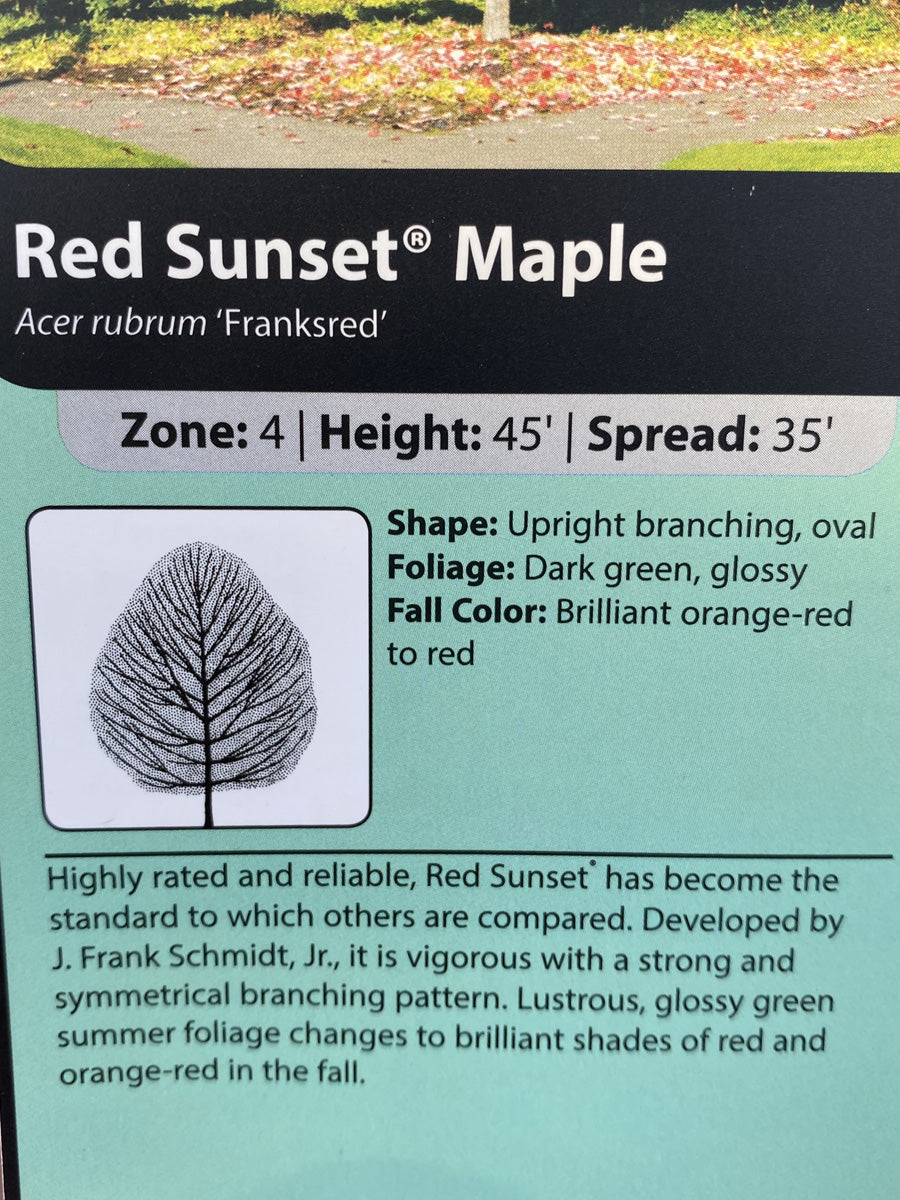 Acer 'Red Sunset' Maple