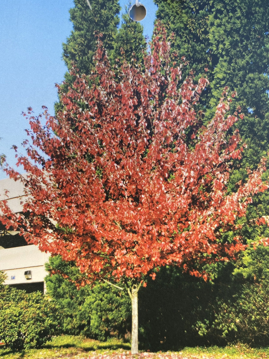 Acer 'Red Sunset' Maple