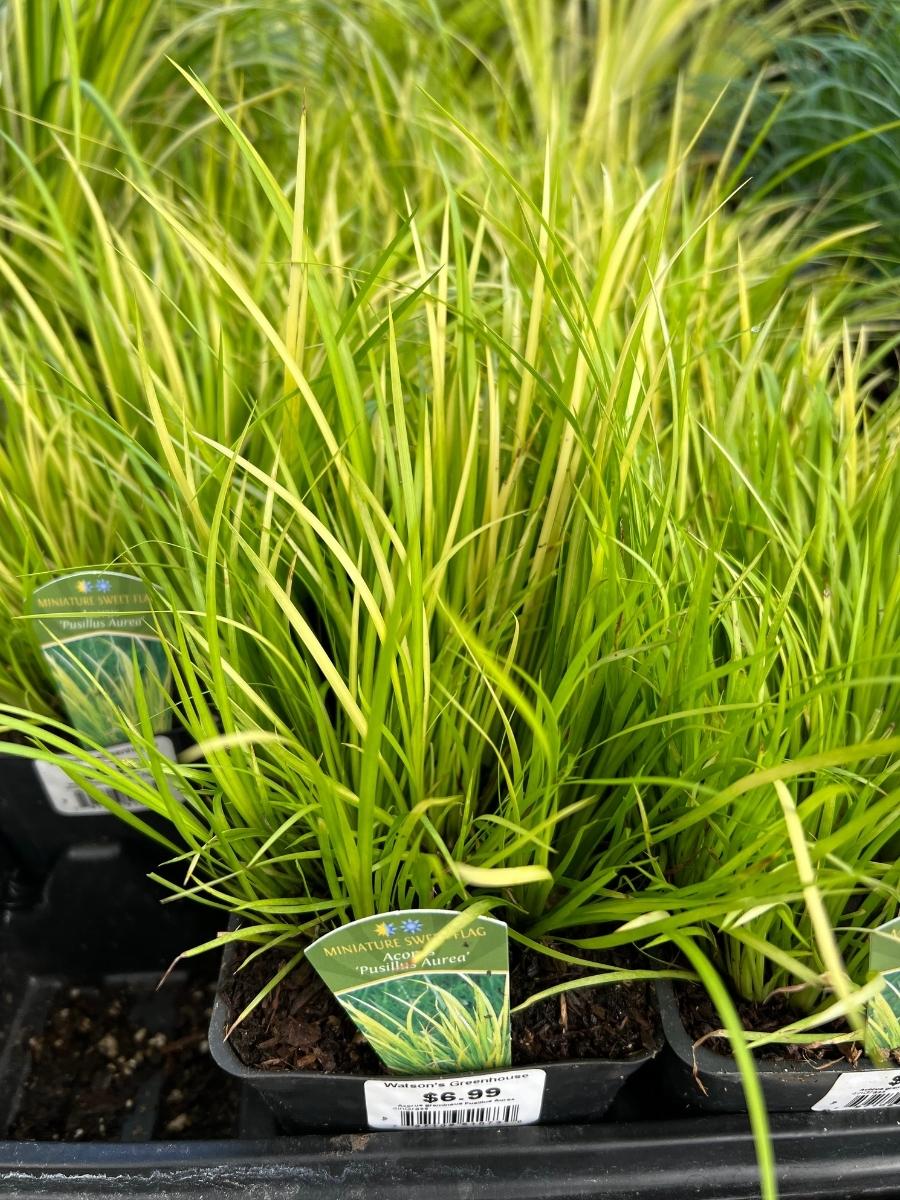 Mini Sweet Flag Acorus 'Pusillus Aurea' 4"