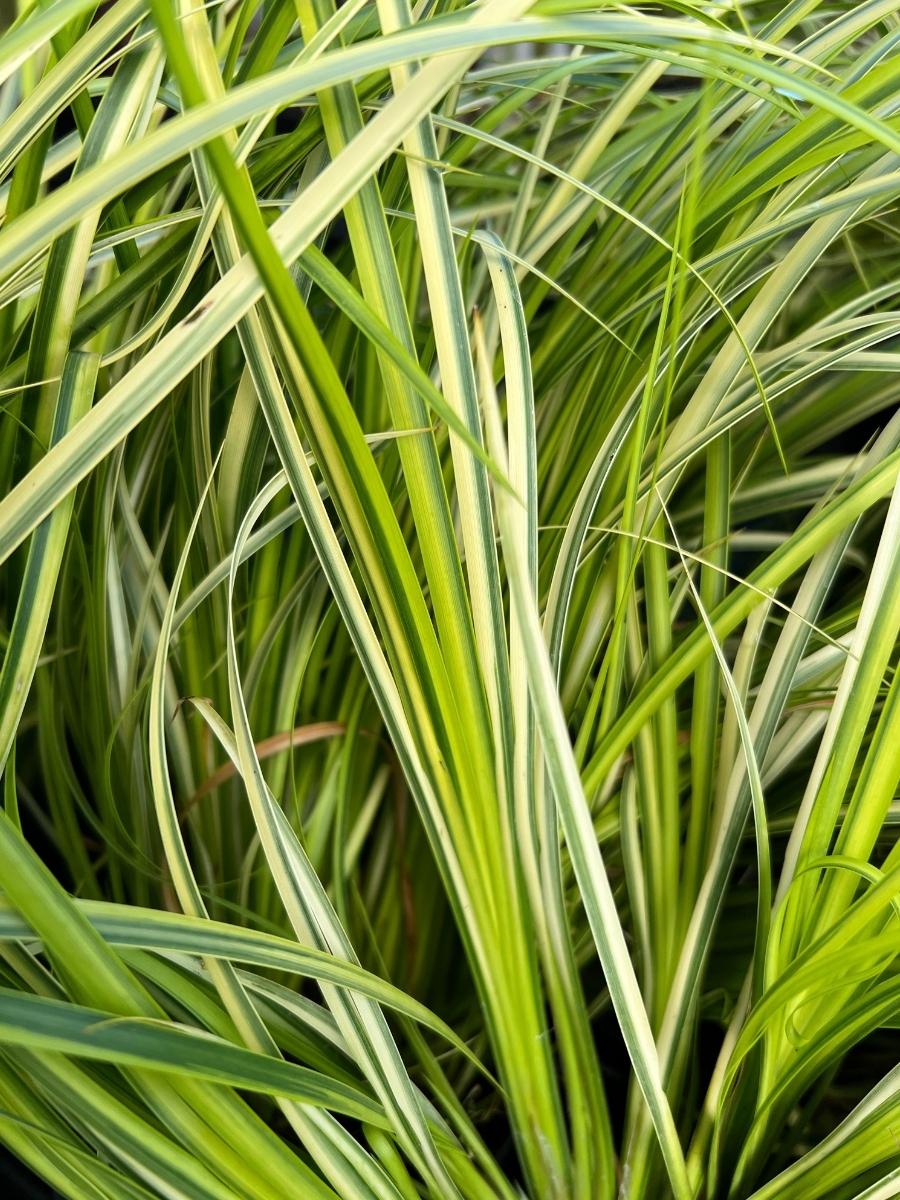 Variegated Golden Sweet Flag Acorus 'Ogon' 4"