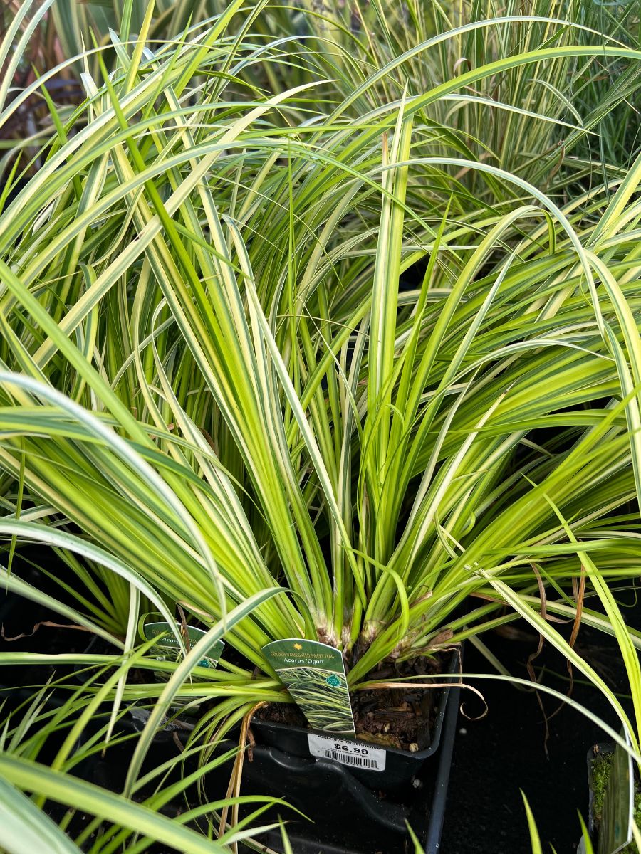Variegated Golden Sweet Flag Acorus 'Ogon' 4"