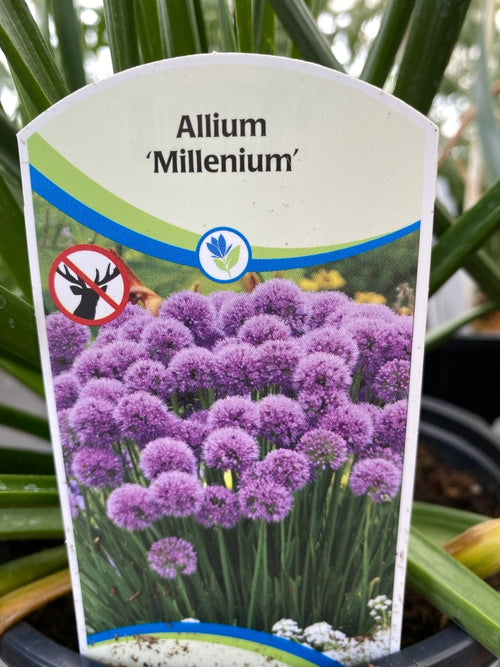 Allium 'Millenium' 1G