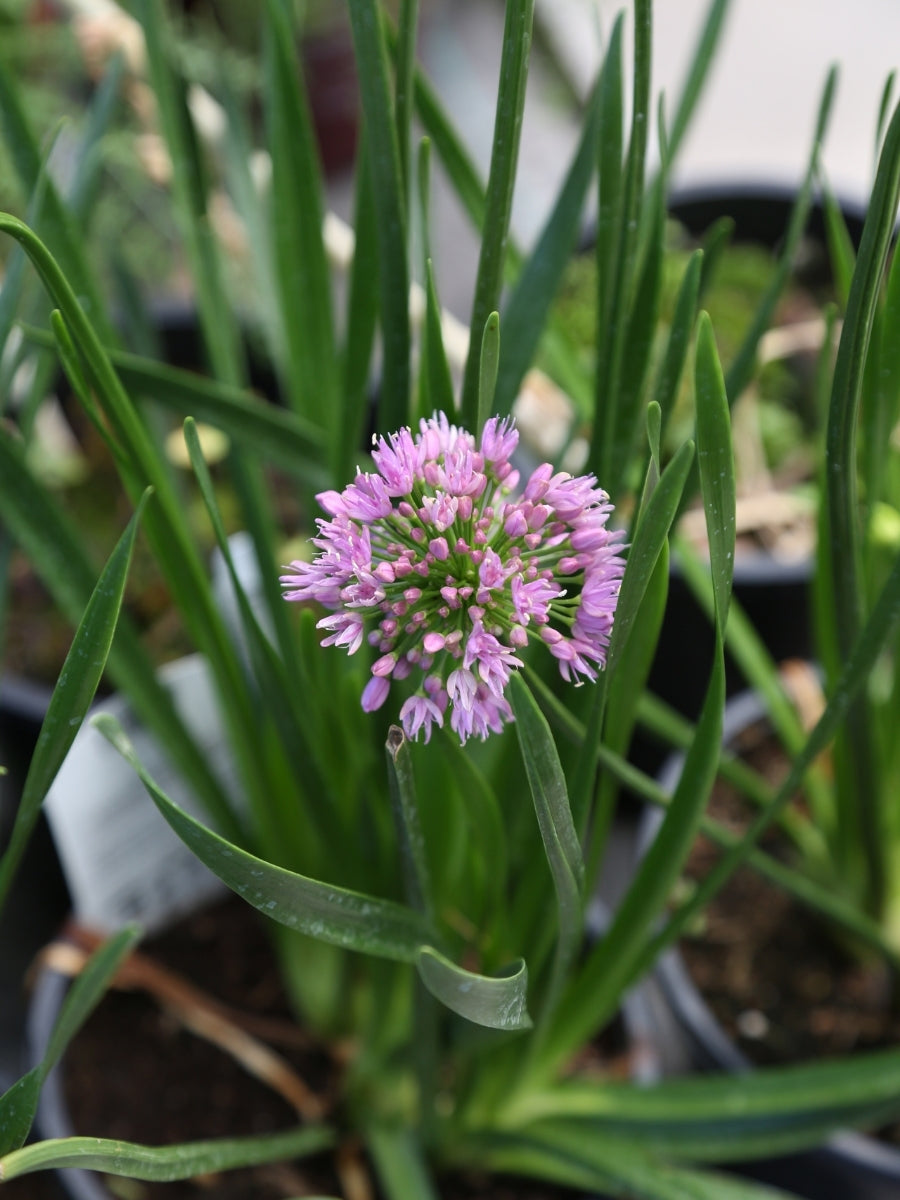 Allium 'Millenium' 1G