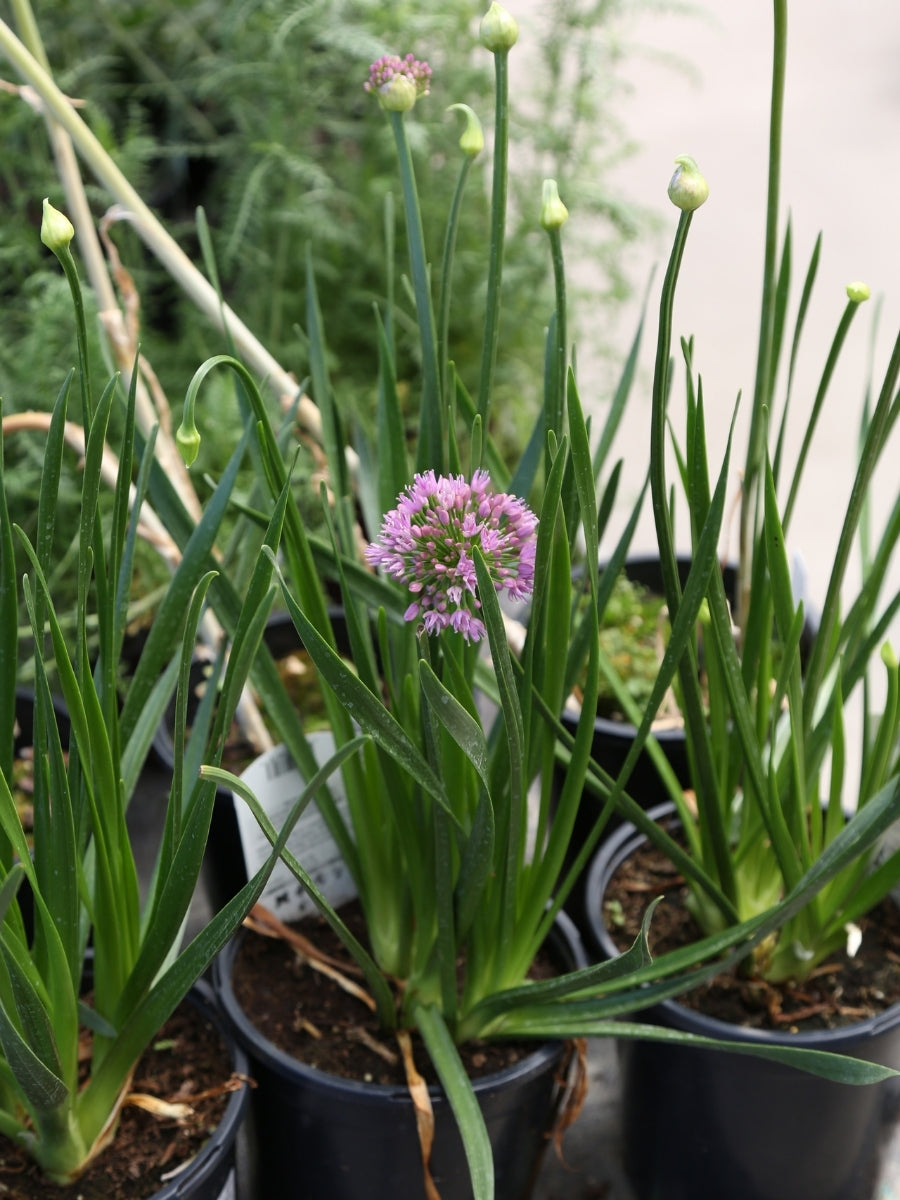 Allium 'Millenium' 1G