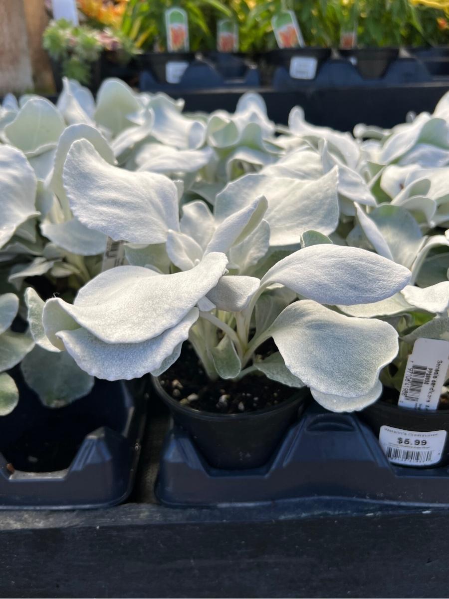 Watson's Greenhouse 
