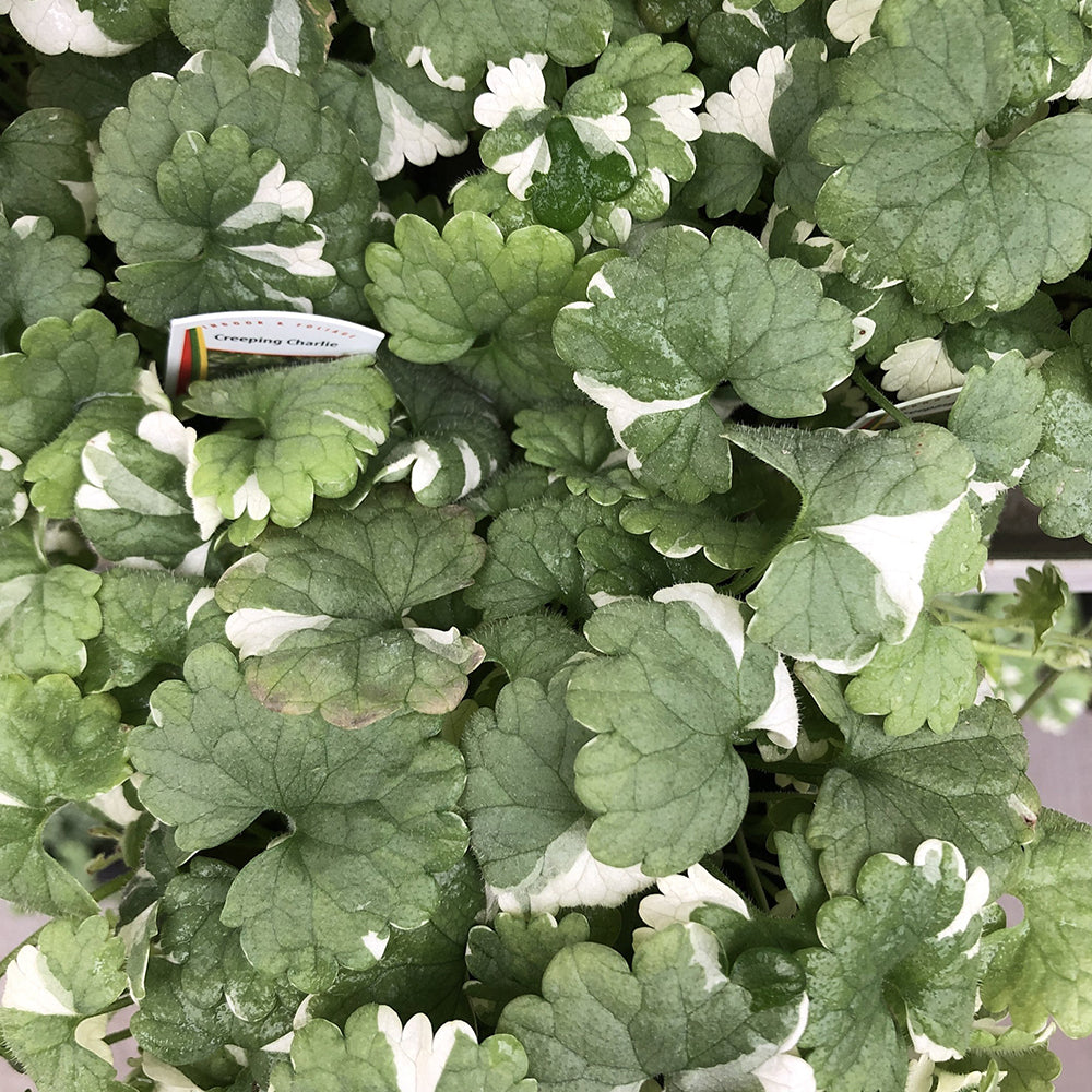 Watson's Greenhouse 
