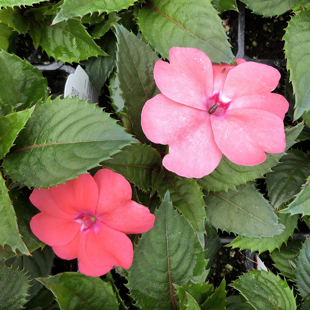 Watson's Greenhouse 