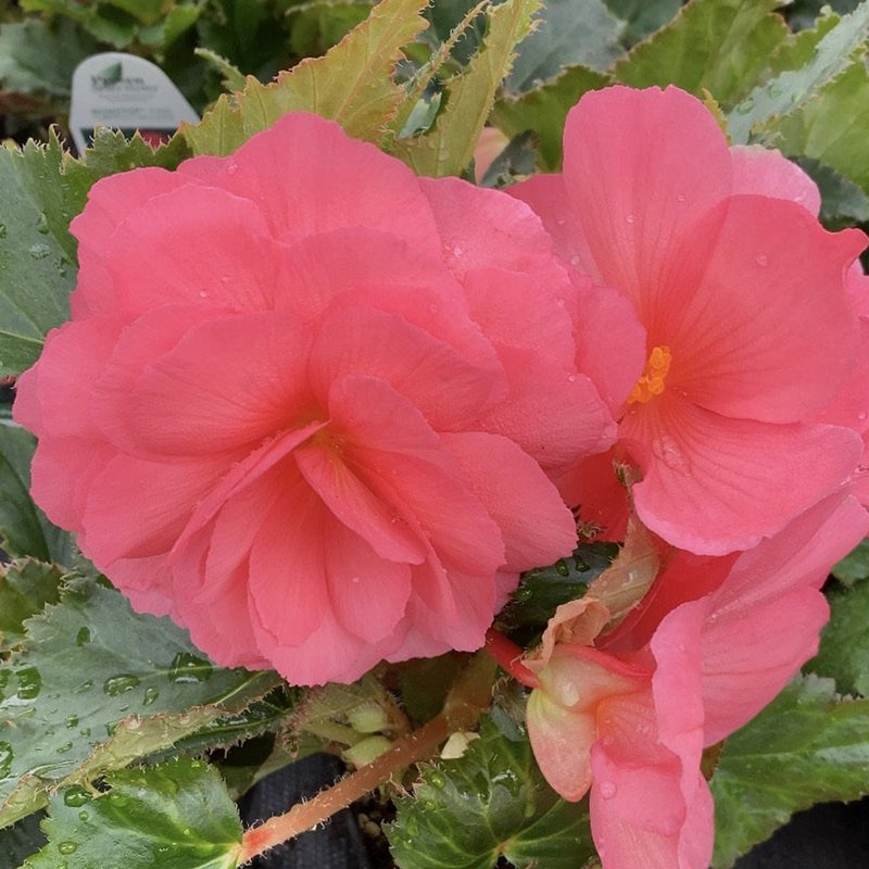Begonia Nonstop® Pink 4”