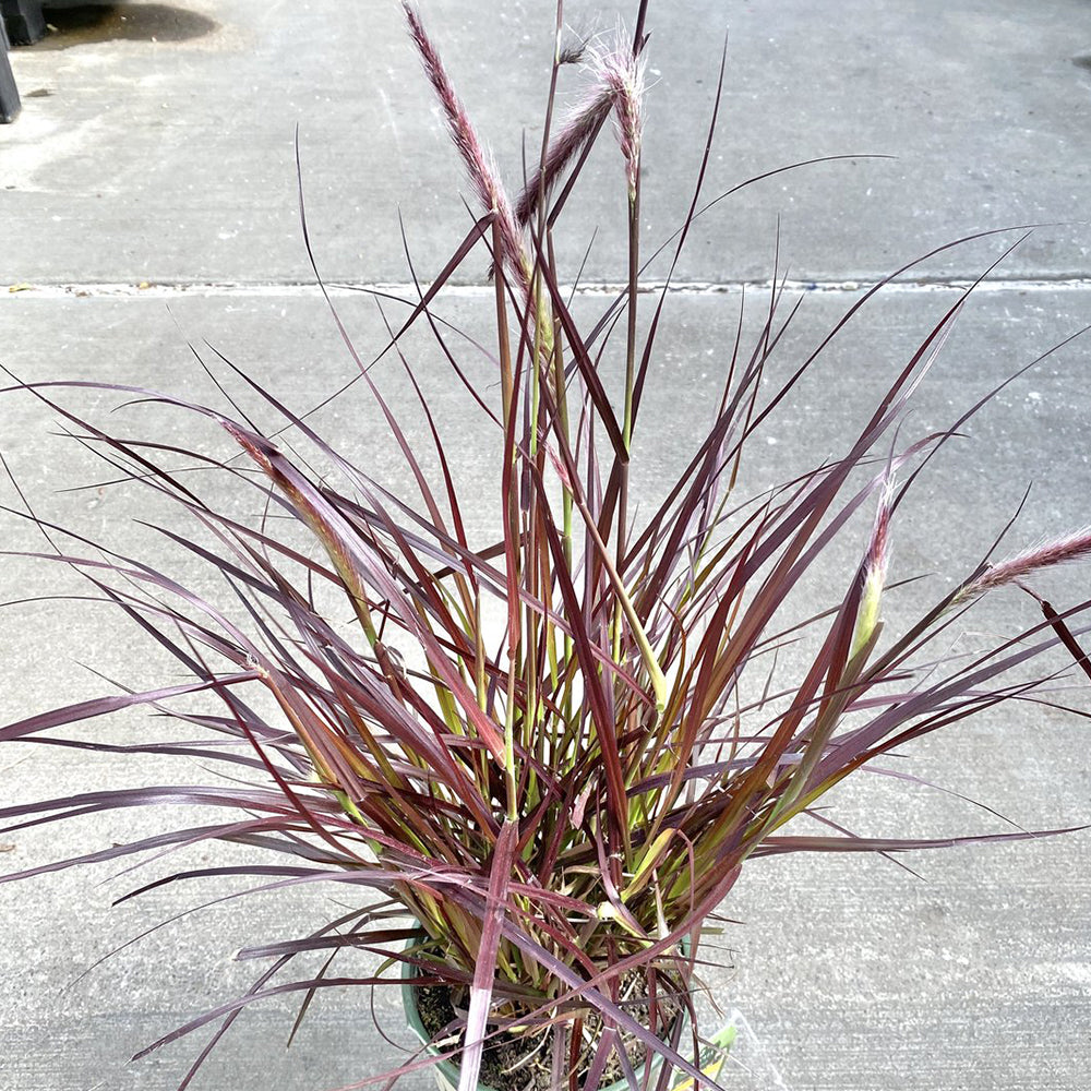 Purple Fountain Grass