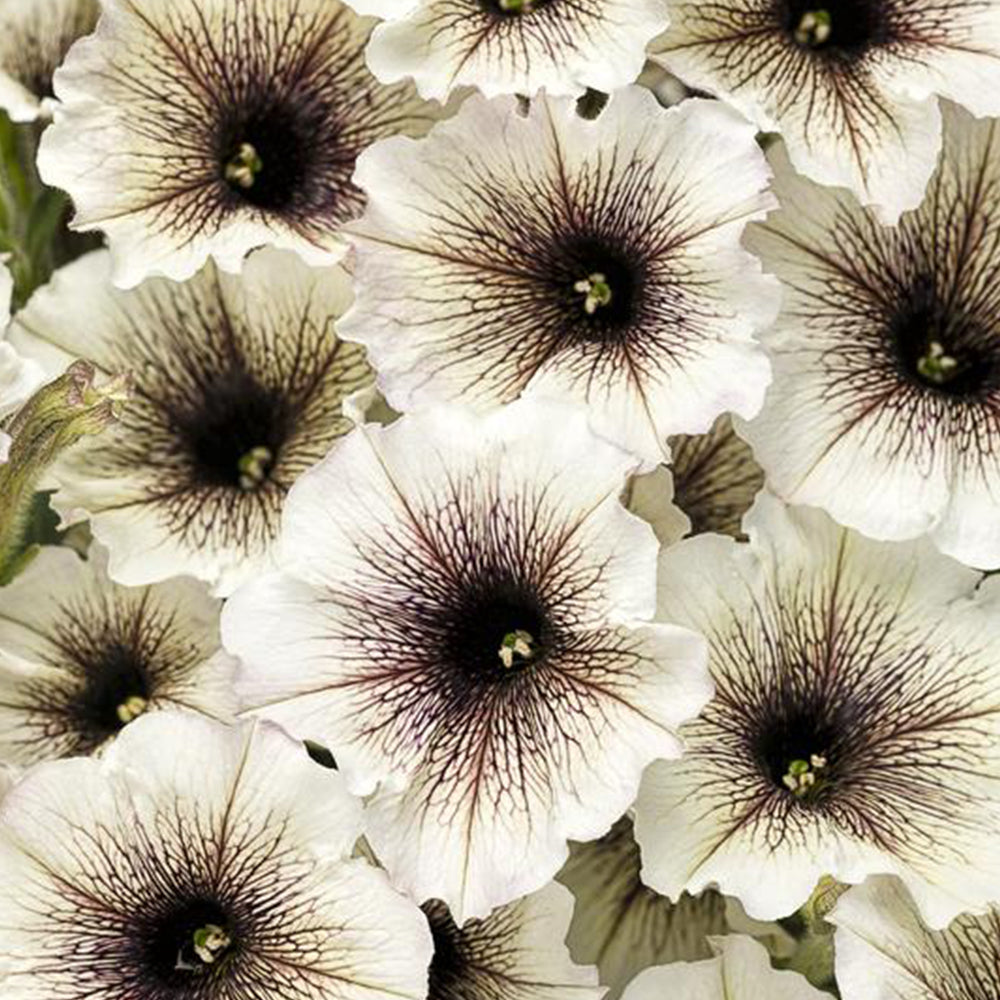Petunia Supertunia® Latte 4.5"