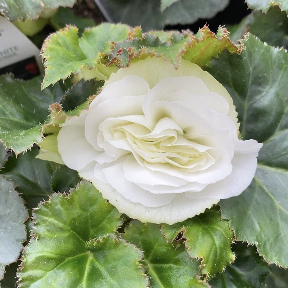 Watson's Greenhouse 