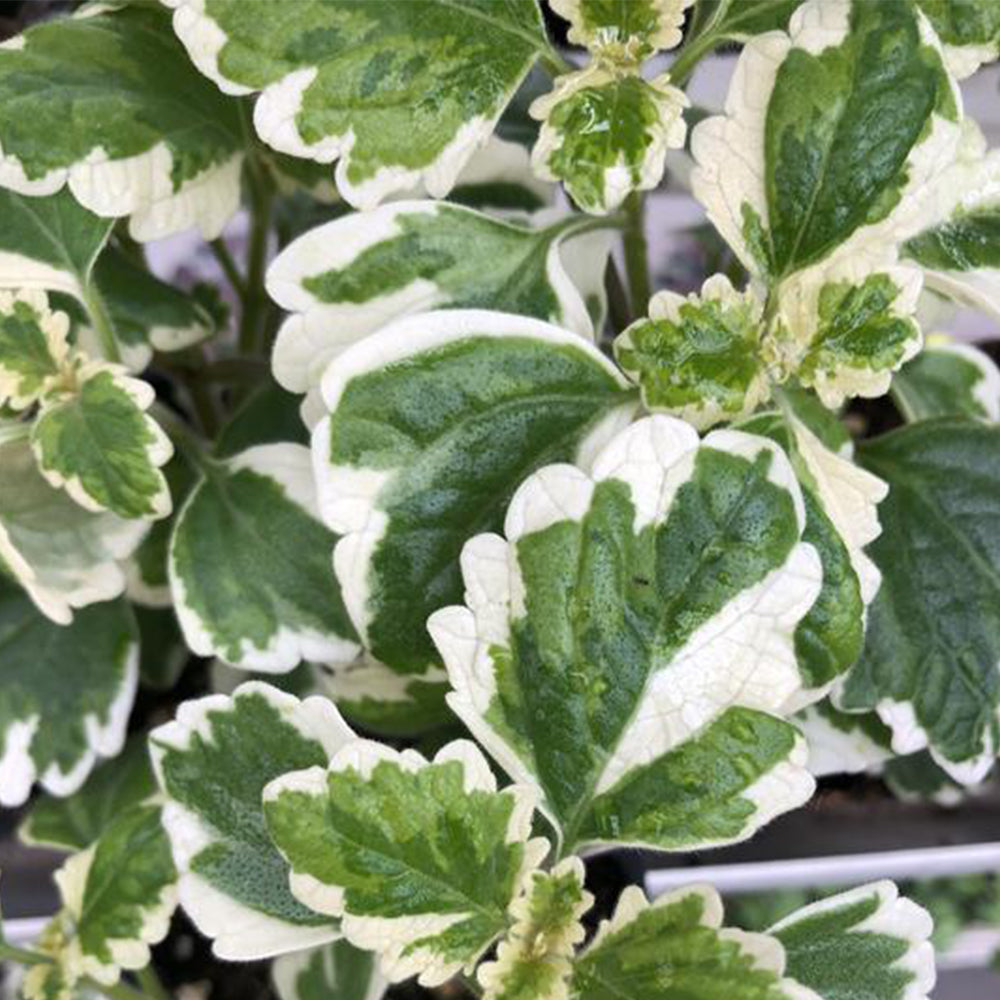 Watson's Greenhouse 