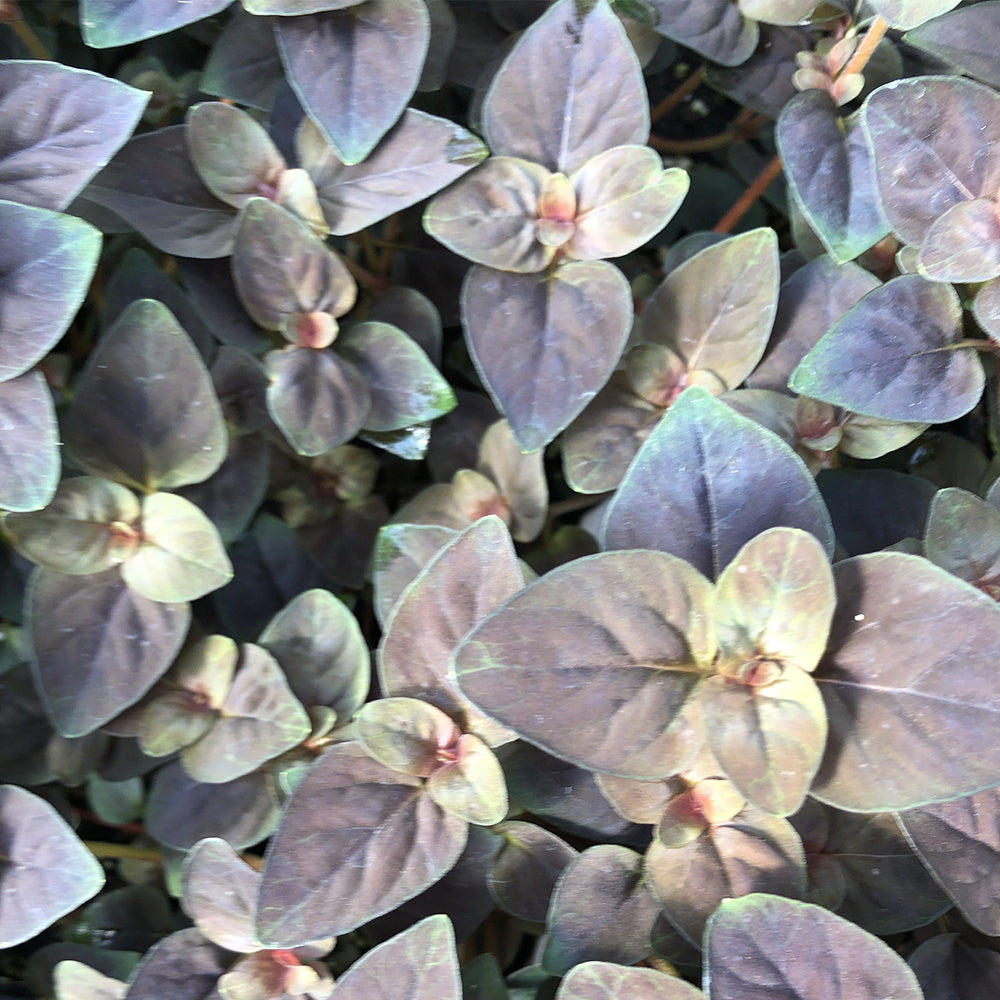 Watson's Greenhouse 