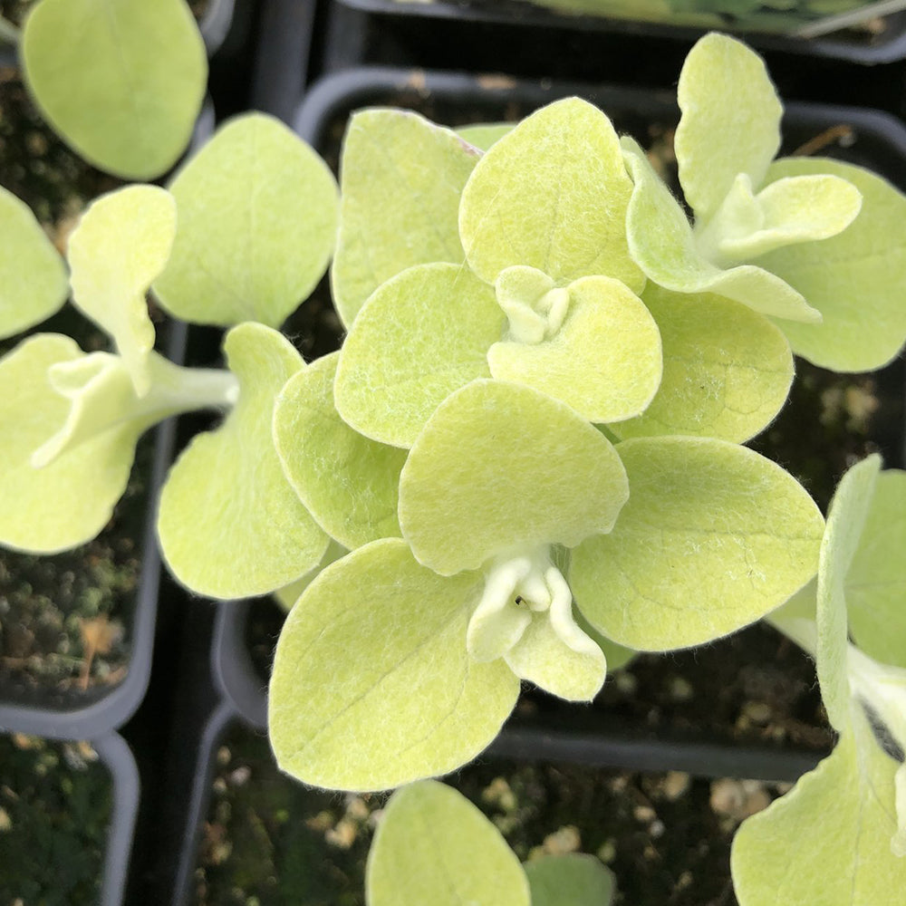 Watson's Greenhouse 