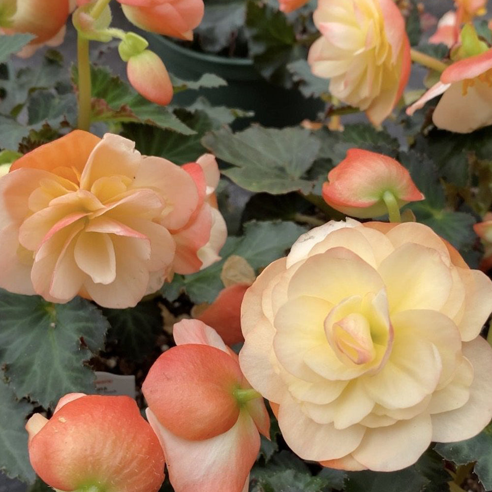 Begonia Fragrant Falls® Peach Qt.