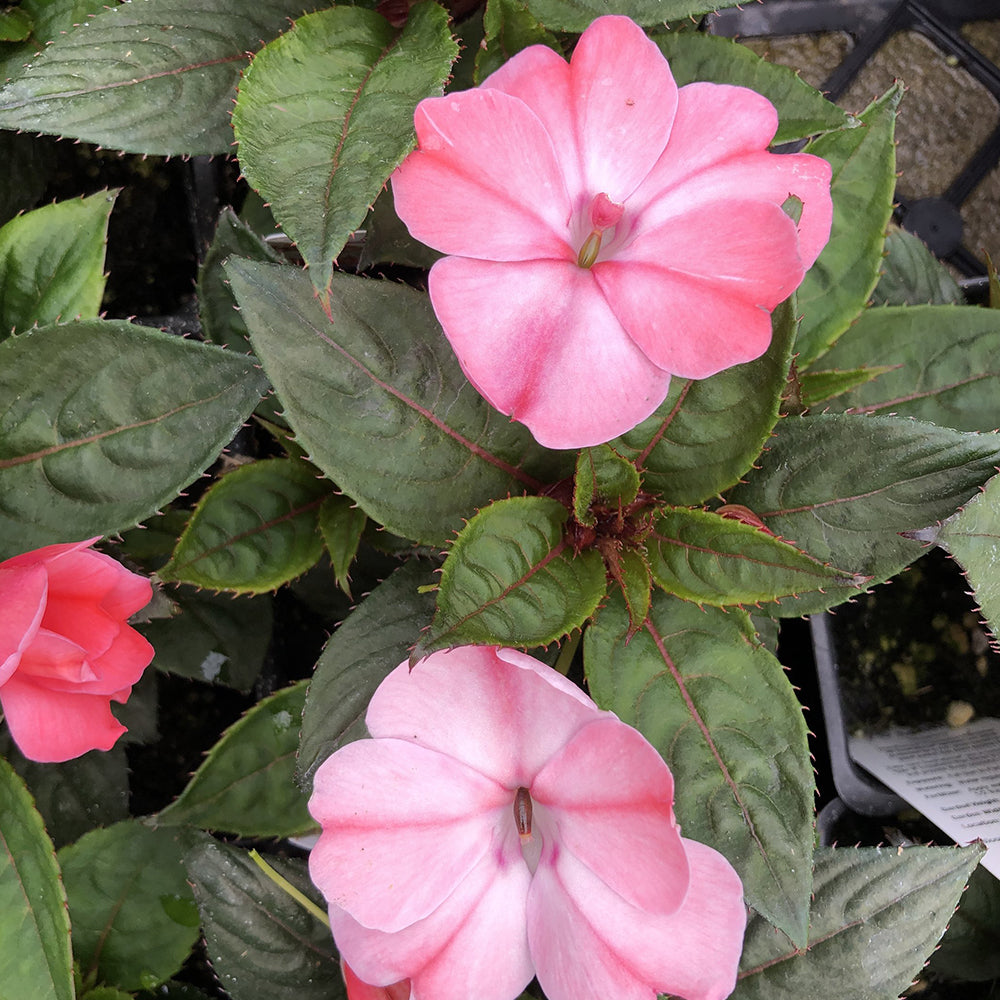 Watson's Greenhouse 