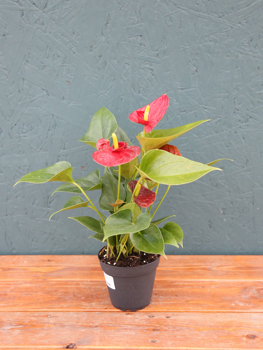 Anthurium