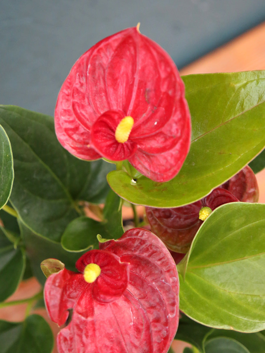 Anthurium