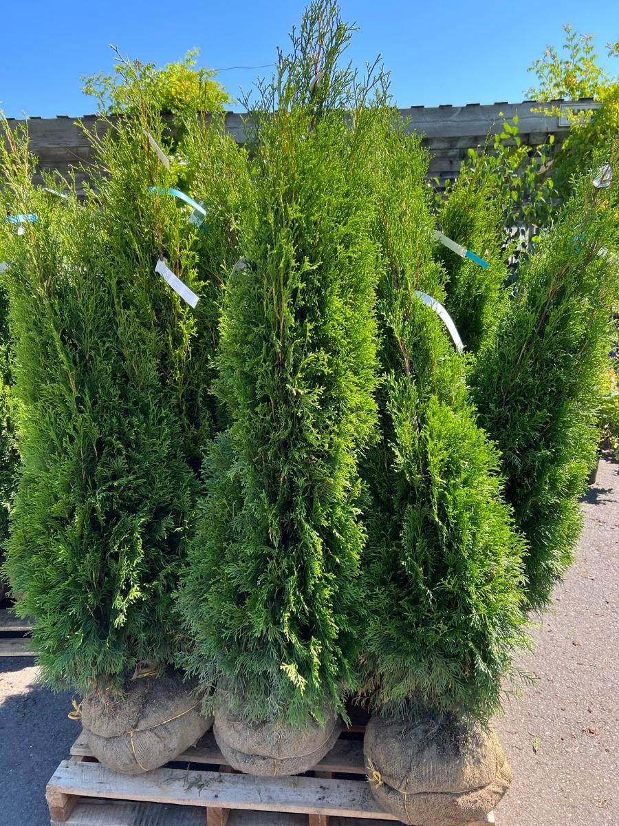 Arborvitae Emerald Green