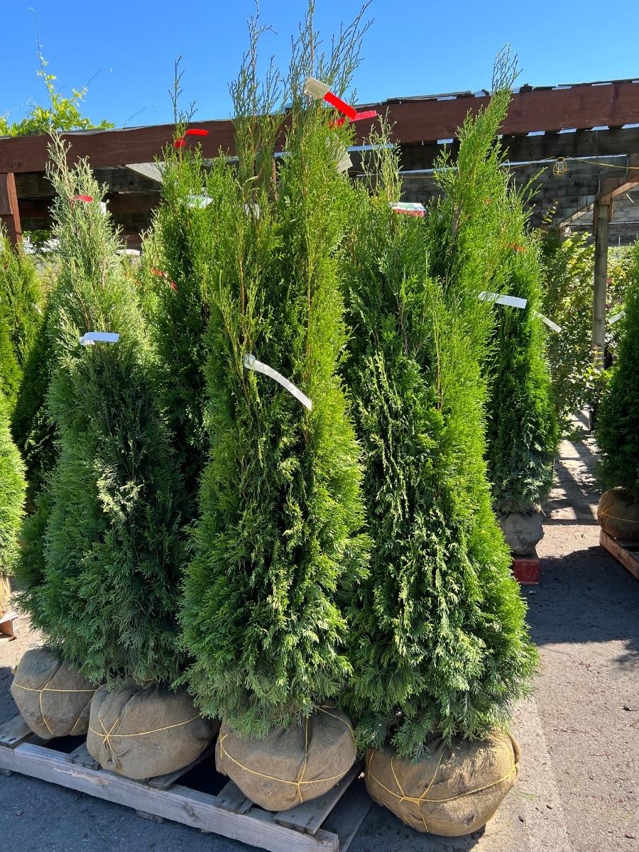 Arborvitae Emerald Green