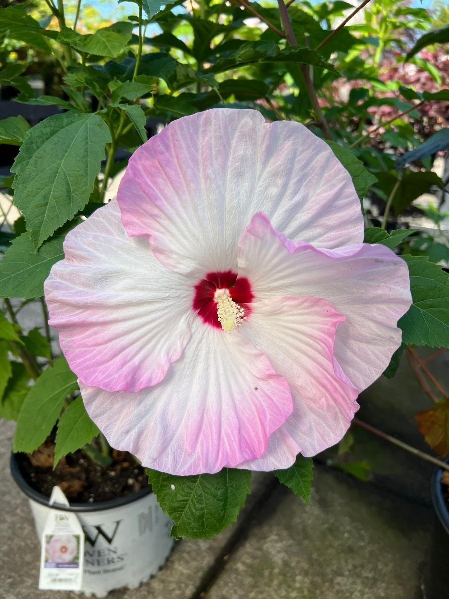 Hardy Hibiscus Summerific® 'Ballet Slippers' 3G