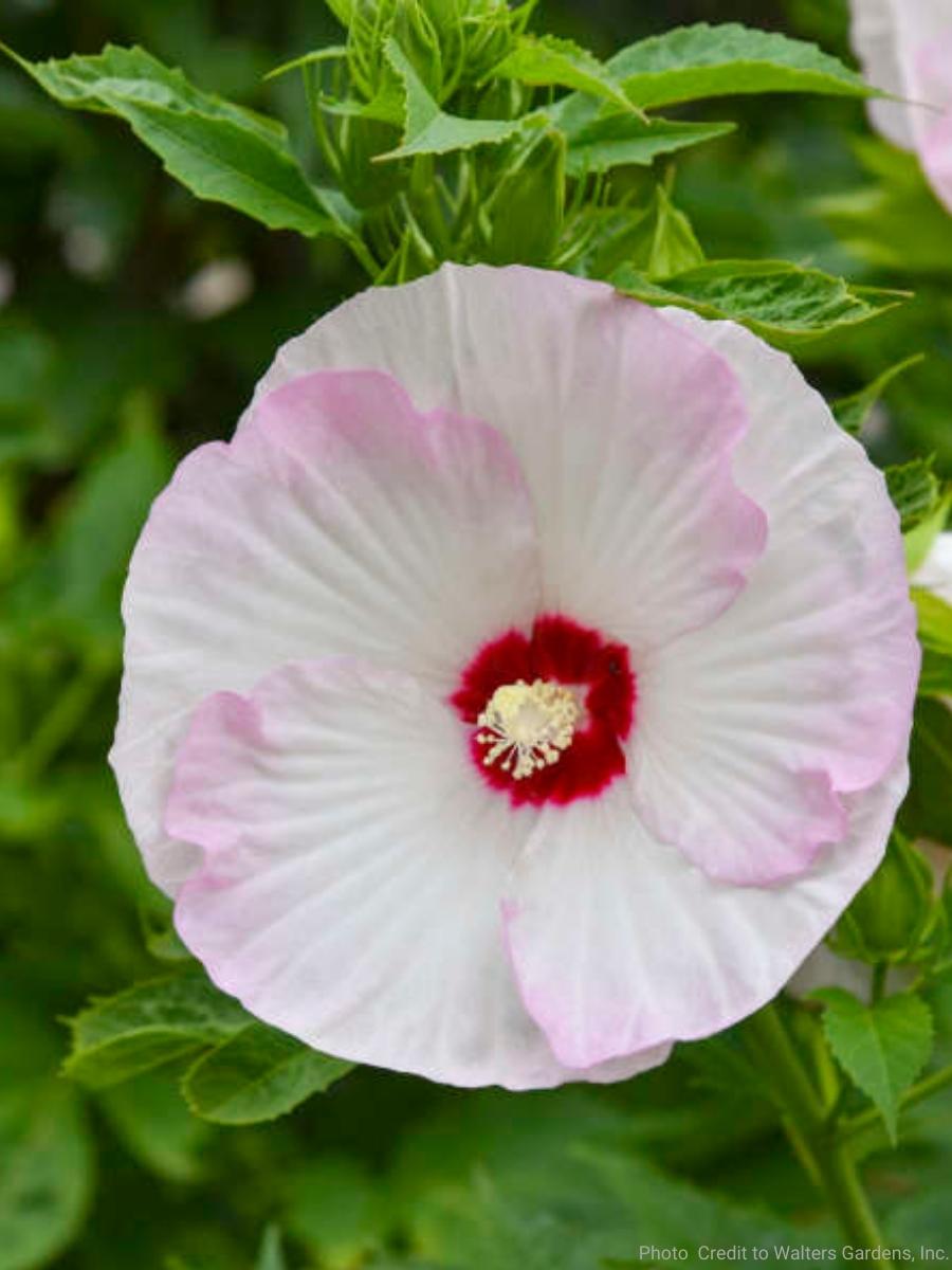Hardy Hibiscus Summerific® 'Ballet Slippers' 3G