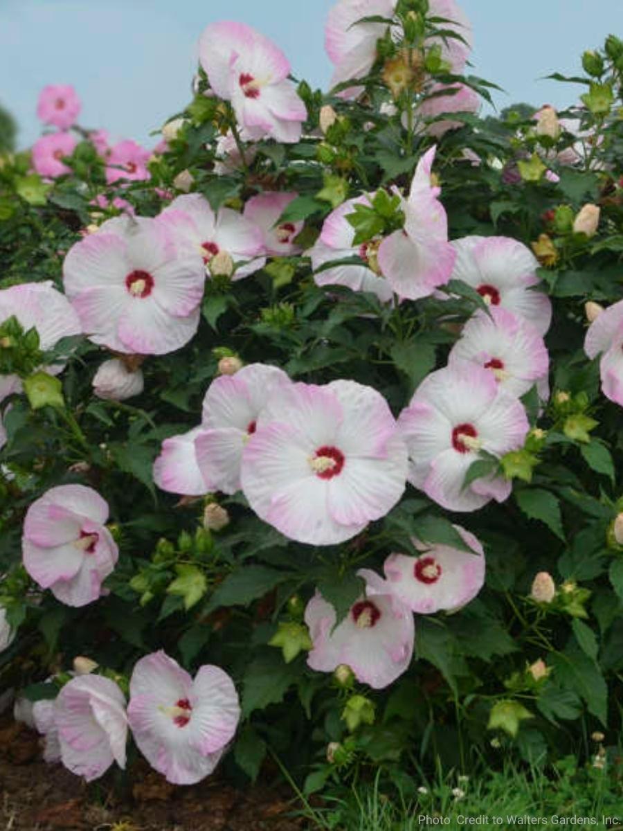 Hardy Hibiscus Summerific® 'Ballet Slippers' 3G