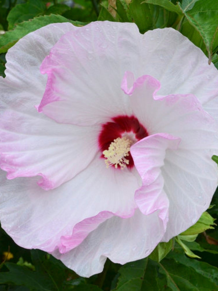 Hardy Hibiscus Summerific® 'Ballet Slippers' 3G