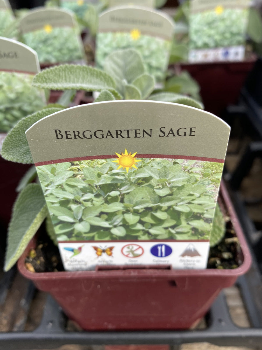 Sage Green 4