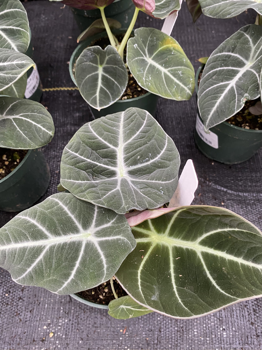 Alocasia 'Black Velvet' 4"