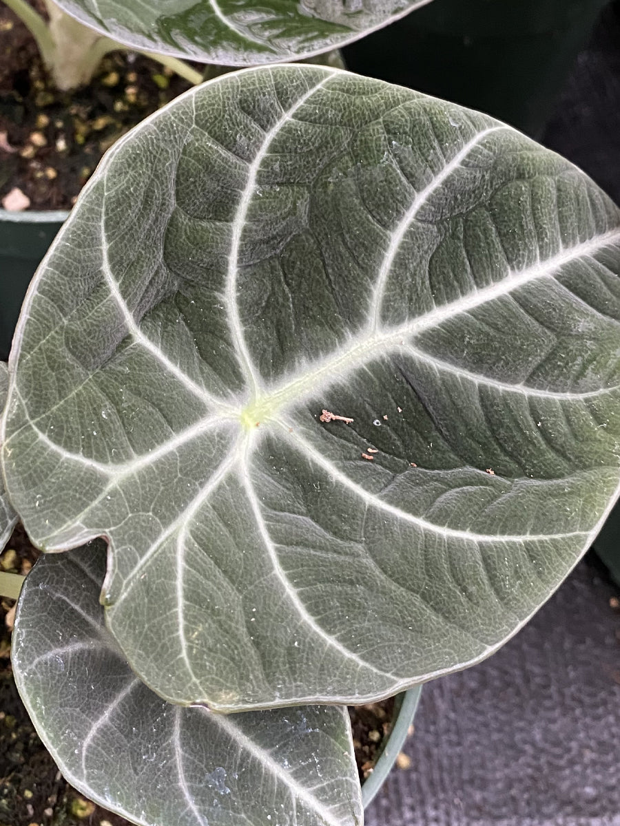 Alocasia 'Black Velvet' 4"