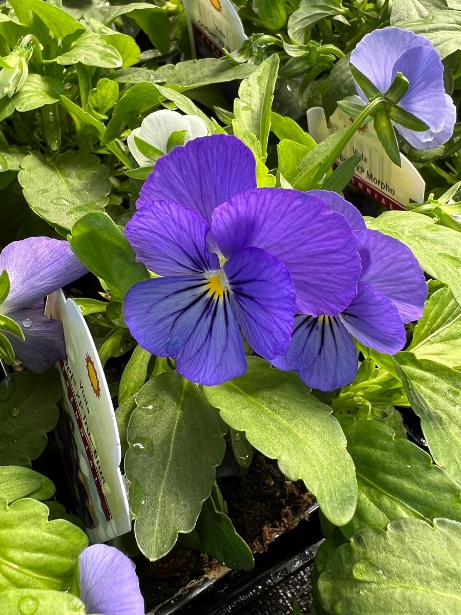 Watson's Greenhouse 