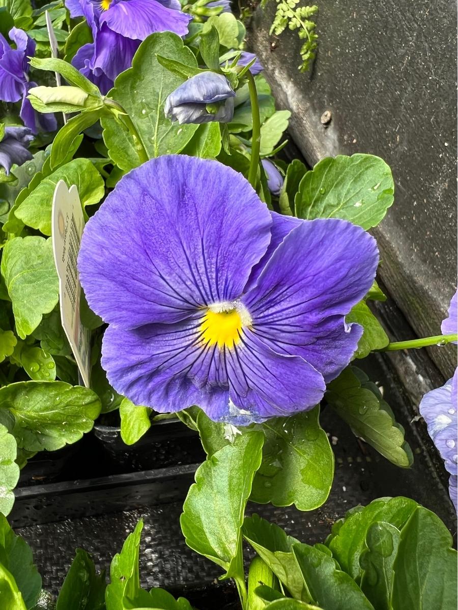 Watson's Greenhouse 