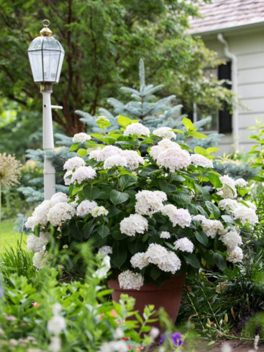 Watson's Greenhouse 