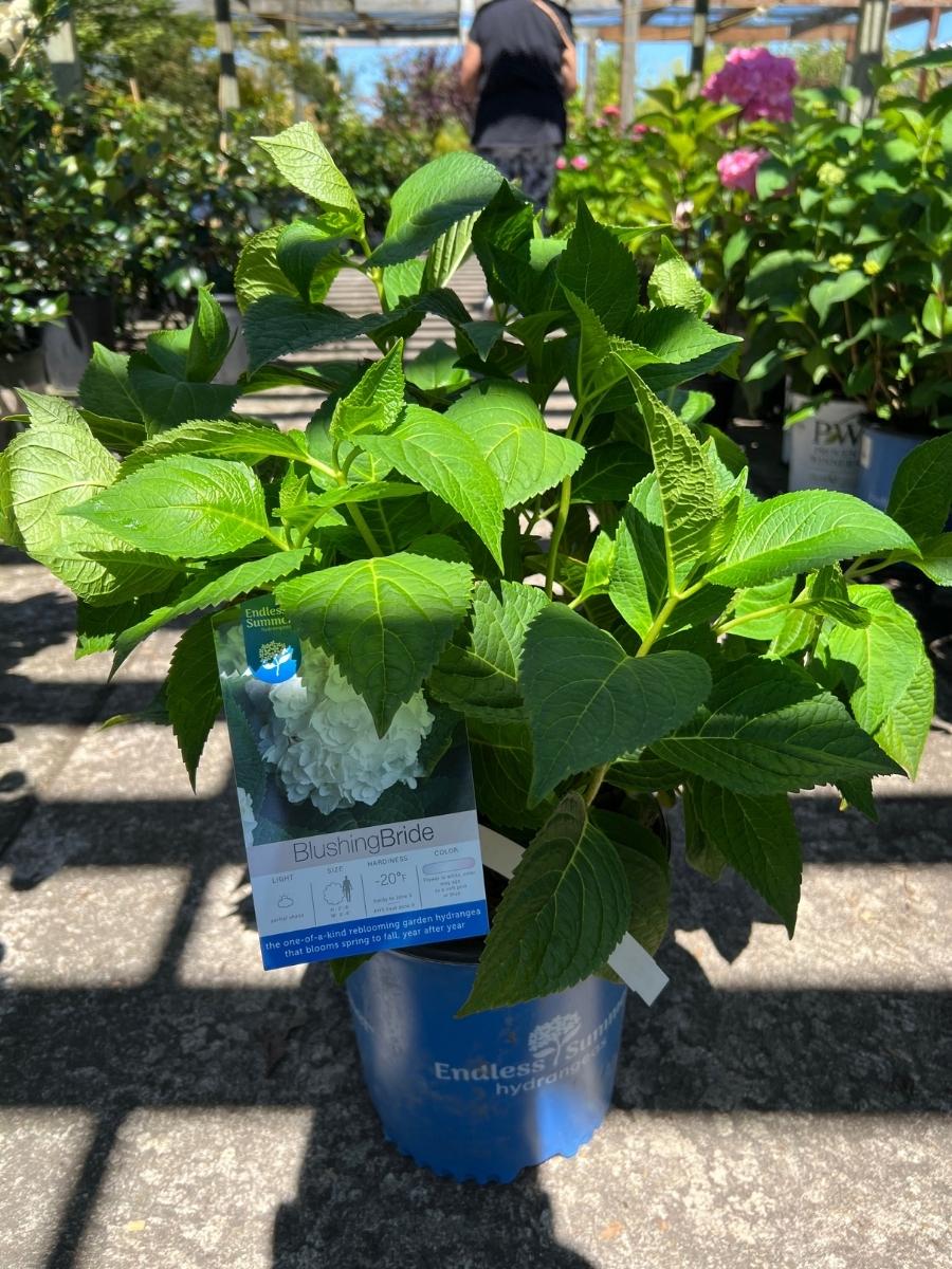 Watson's Greenhouse 