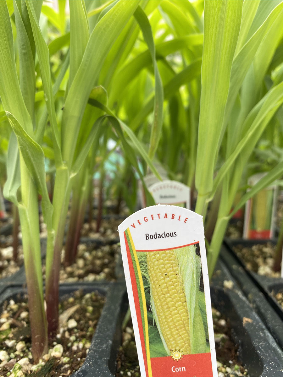 Watson's Greenhouse 