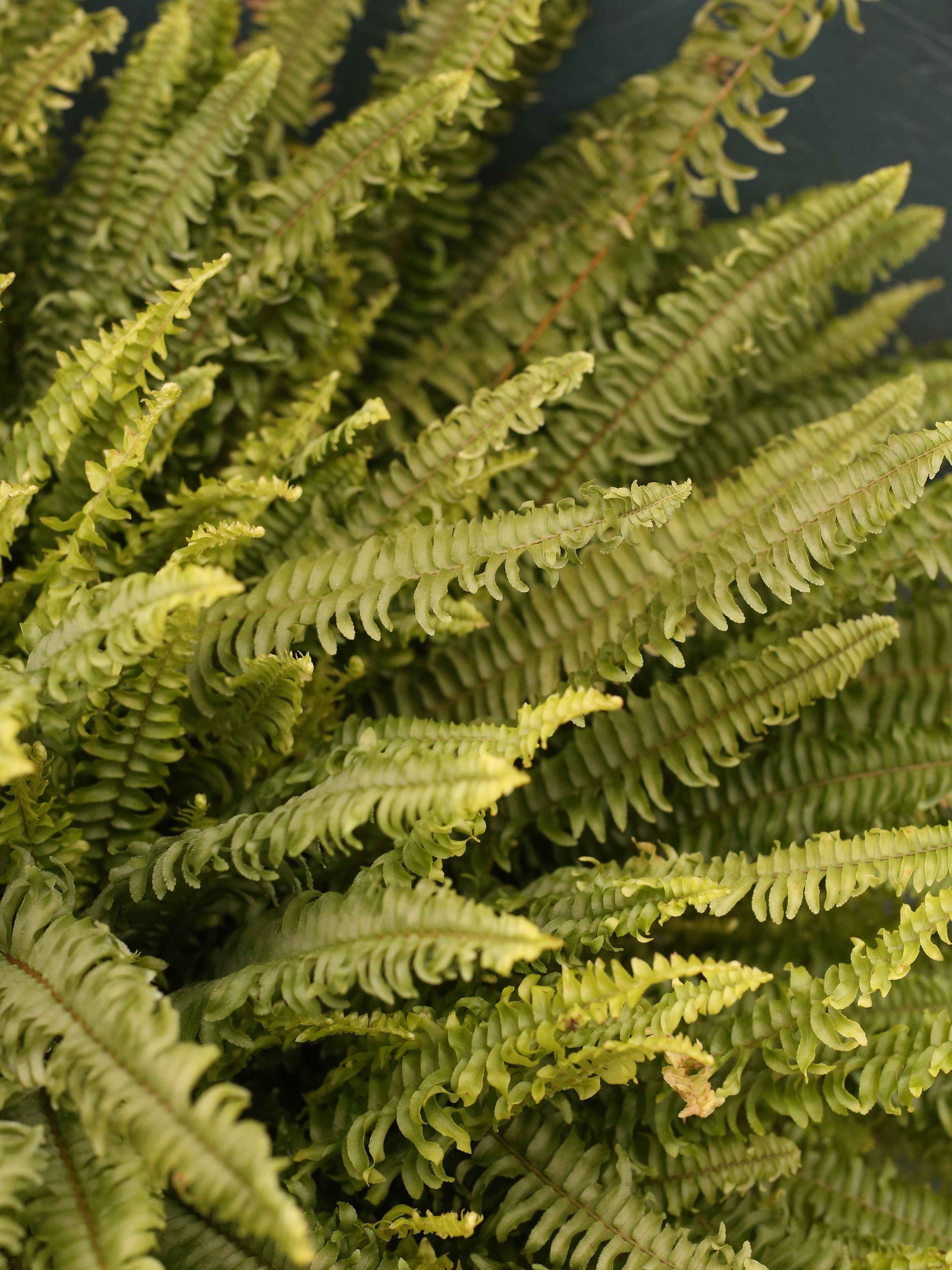 Hanging Basket | Boston Fern 10