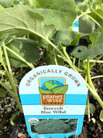 Organic Jumbo Pack | Broccoli